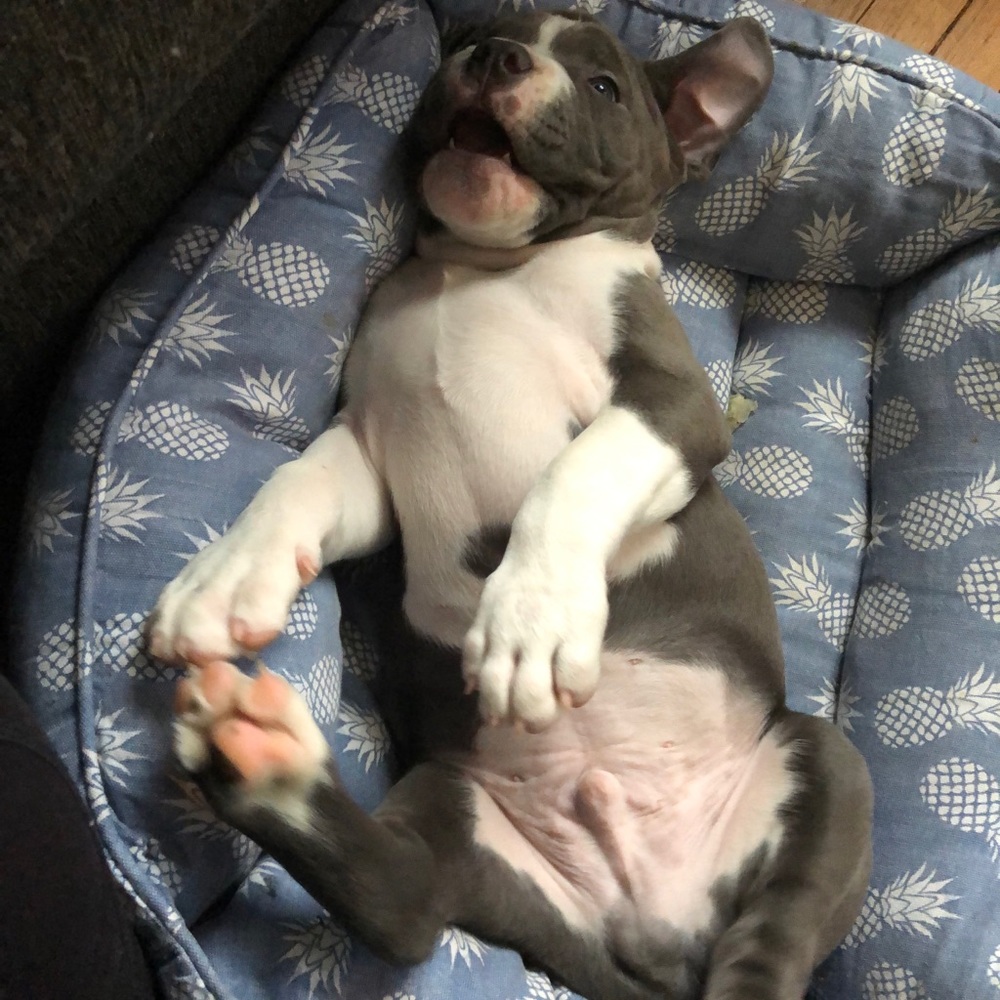 Meet your Posher, Mia